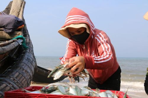 Ngư dân Quảng Trị trúng đậm 'lộc biển', thu tiền triệu mỗi ngày