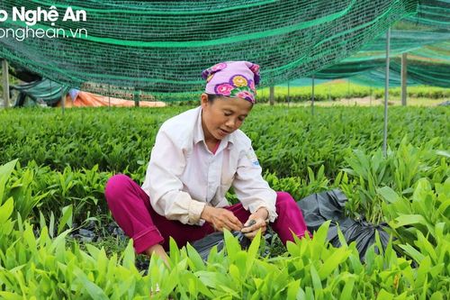 Thanh Chương: Vùng 'đất khổ' phất lên nhờ nghề ươm cây giống