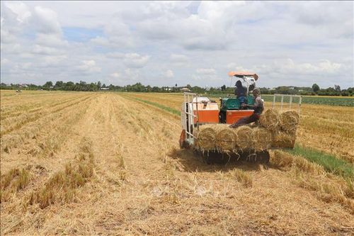 Thêm nguồn thu từ rơm tươi sau khi thu hoạch lúa Đông Xuân