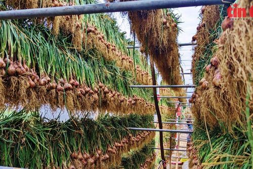 Hành, tỏi Kinh Môn trong hành trình trở thành cây trồng giá trị cao