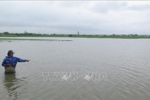 Hơn 4.500 ha lúa Đông Xuân của Thừa Thiên - Huế bị ngập úng do mưa lớn
