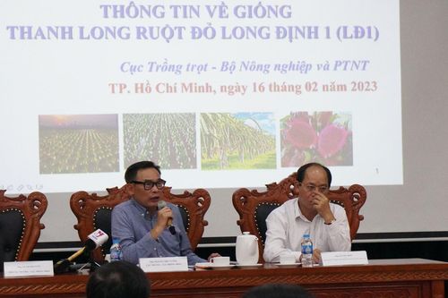 Cục Trồng trọt thông tin về bản quyền giống thanh long ruột đỏ Long Định 1