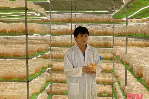 Ứng dụng khoa học công nghệ trong nuôi cấy đông trùng hạ thảo