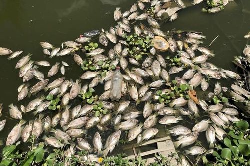 Sở TNMT tỉnh Thanh Hóa nói gì về cá chết bất thường tại xã Thanh Xuân?