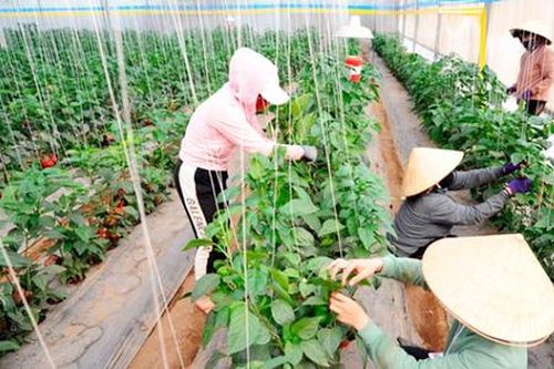 Làm giàu từ rau, hoa công nghệ cao ở Đơn Dương