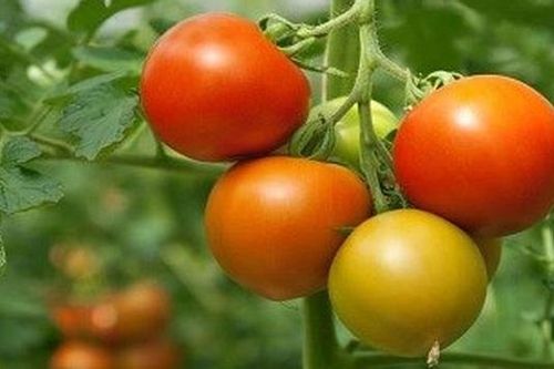 Trung Quốc: Ứng dụng công nghệ trong trồng cà chua