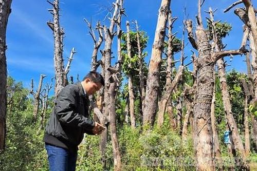 Vụ nhiều cây xanh di dời bị chết ở Gia Lai: BQLDA lý giải nguyên nhân