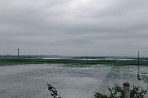 Quảng Trị: Hơn 2.000ha lúa bị ngập vì mưa kéo dài