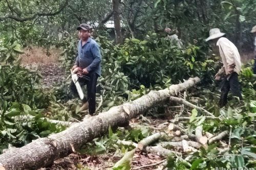 Khởi tố vụ án phá rừng phòng hộ tại Đồng Nai