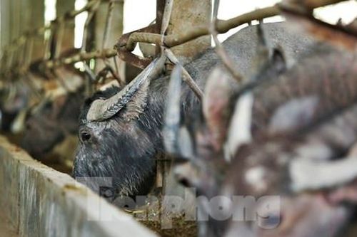 Cận cảnh trang trại nuôi trâu lớn nhất Hà Tĩnh