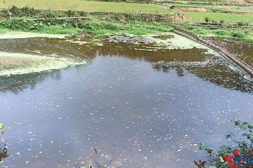 Cá chết bất thường ở Thanh Hóa do thay đổi đột ngột nguồn nước