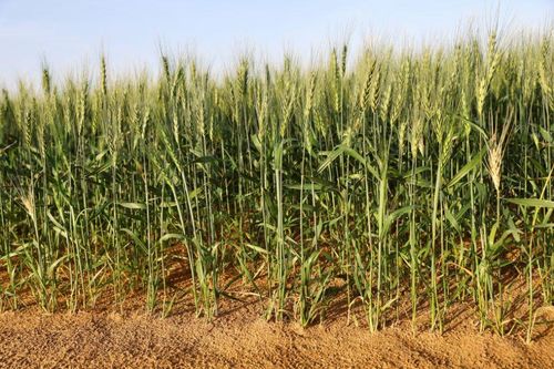 UAE trồng lúa mỳ trên sa mạc để cải thiện an ninh lương thực