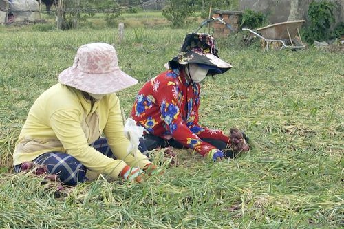 Sóc Trăng: Nông dân trồng hành tím phấn khởi vì trúng mùa, được giá