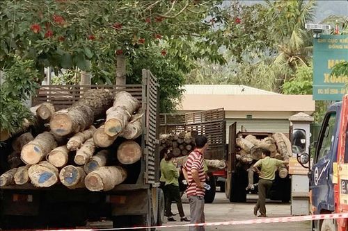 Đồng Nai: Khởi tố vụ án hình sự về hành vi chặt phá rừng phòng hộ