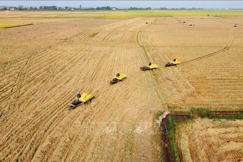 Nhộn nhịp mùa trâu kéo lúa ở Đồng Tháp