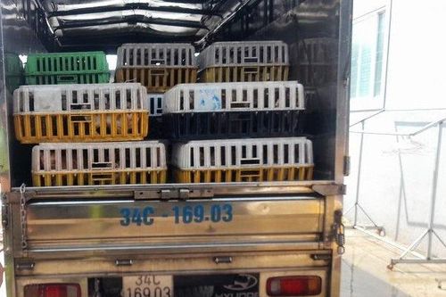 Phát hiện kho chứa 4 tấn mèo đông lạnh không rõ nguồn gốc