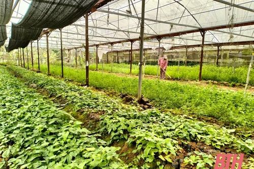 Lang Chánh phát triển cây dược liệu gắn với liên kết, bao tiêu sản phẩm