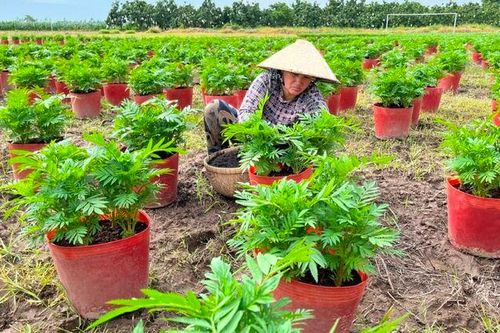 Hiệu quả từ mô hình trồng hoa bán Tết