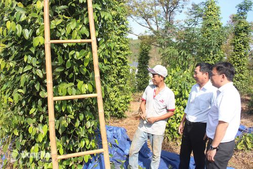 Khởi sắc nơi Đồi 57
