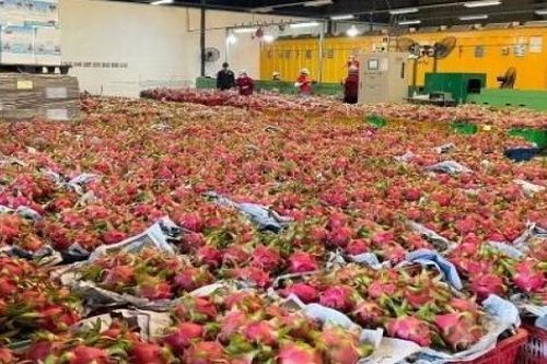 Lùm xùm vụ đăng ký bản quyền giống thanh long: Làm gì đảm bảo lợi ích hài hòa các bên?