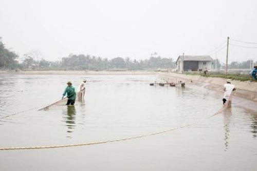 Kỳ vọng triệu đô ở liên vùng thủy sản công nghệ cao Tứ Kỳ