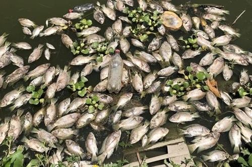 Bất ngờ với báo cáo nguyên nhân cá chết hàng loạt ở suối Hón Thành