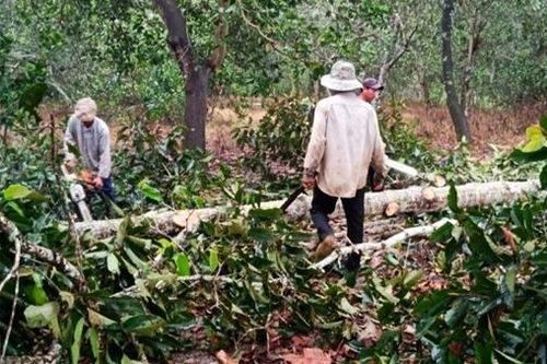 Khởi tố hình sự vụ chặt phá rừng phòng hộ