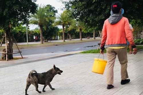 Kỳ cuối: Nuôi thú cưng - đừng để ảnh hưởng, đe dọa người khác