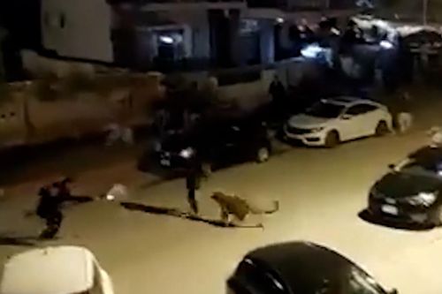 Báo hoang xông vào khu dân cư khiến 3 người bị thương ở Pakistan