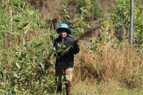 Vào rừng hái lộc về bán, kiếm nửa triệu đồng mỗi ngày