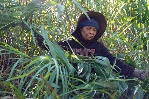 'Lộc rừng' giữa đại ngàn Trường Sơn