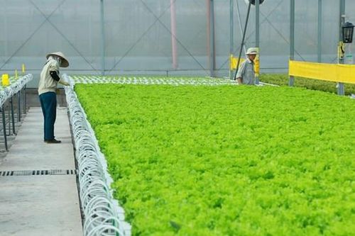 Kinh tế tuần hoàn và cơ hội cho doanh nghiệp