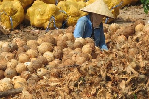 Trái cây miền Tây 'quay đầu' giảm giá