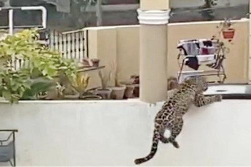 Báo cưng sổng khỏi nhà dân ở Pakistan, làm bị thương 6 người