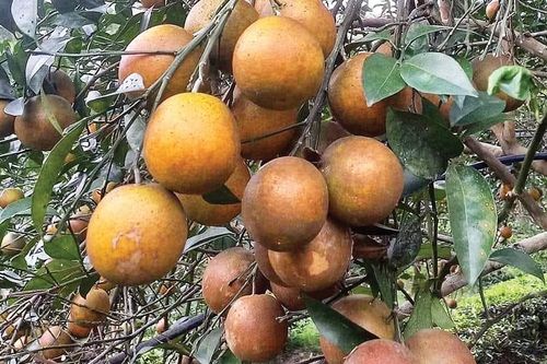 Cam, dứa chín rộ nhưng... ế ẩm