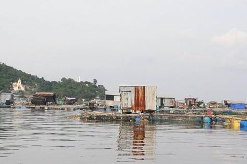 Kiên Giang: Hàu, cá mú chết hàng loạt, người dân như 'ngồi trên đống lửa'
