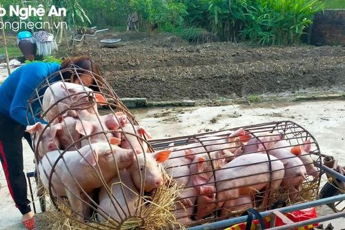 Nghệ An: Người dân e ngại tái đàn lợn sau Tết