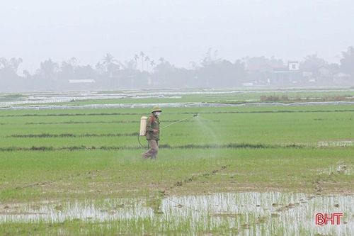 'Mách nước' nhà nông Hà Tĩnh phòng trừ bệnh đạo ôn gây hại lúa xuân