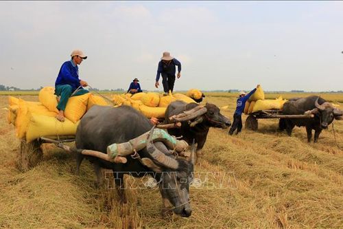 Tăng thu nhập từ nghề kéo lúa bằng xe trâu