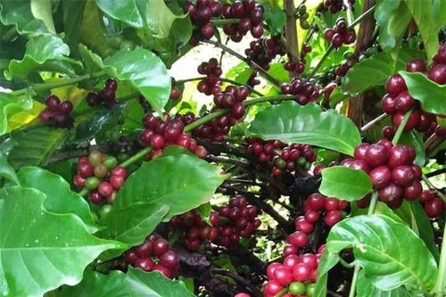 Giá nông sản ngày 18/2/2023: Cà phê và tiêu tiếp tục tăng mạnh