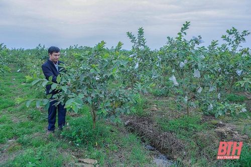 Hiệu quả từ chuyển cây trồng kém hiệu quả sang trồng cây ăn quả