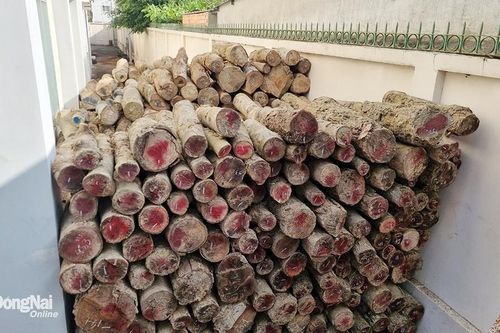 Cần xử lý dứt điểm vụ vi phạm quy định về khai thác, bảo vệ rừng ở huyện Xuân Lộc