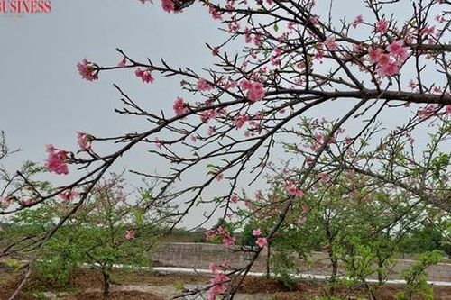 HTX Phúc Hoàng và hành trình chinh phục hoa anh đào Sakura