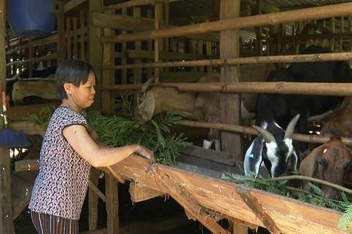 Khấm khá nhờ chăn nuôi dê