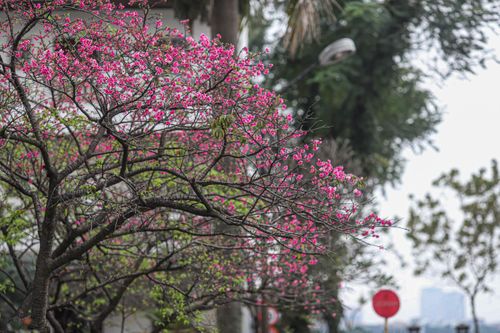 Ngắm hoa anh đào Nhật Bản khoe sắc ở Hà Nội