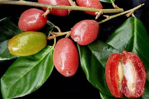 Dư vị mùa nhót