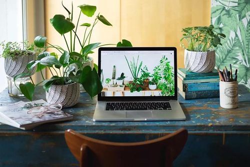 Cách bố trí 'cây phát' tài để bàn làm việc giúp cây xanh tốt mang lại tài lộc