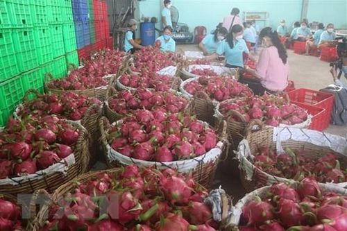 Tiền Giang chuyển đổi gần 4.900ha đất trồng lúa kém hiệu quả