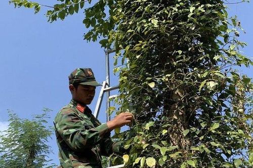 Bà Rịa-Vũng Tàu: 6 ngày, bộ đội giúp người dân hái hàng chục tấn tiêu