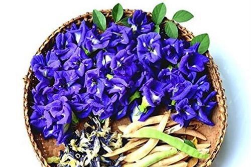 Chăm sóc mái tóc hiệu quả với hoa đậu biếc